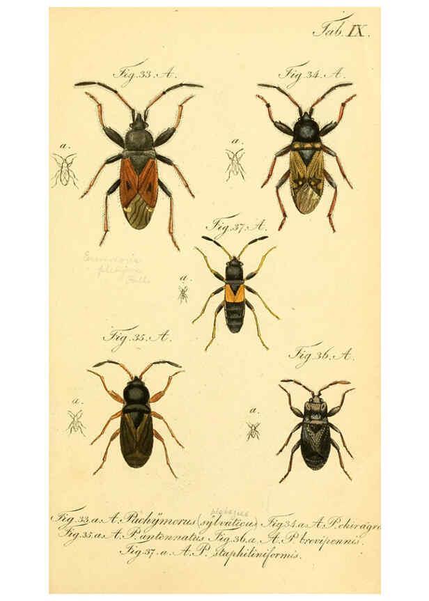 Reproducción/Reproduction 6095998467: Die wanzenartigen Insecten. plates 1-4. Nürnberg :In der C.H. Zeh'schen Buchhandlung,1831-1853