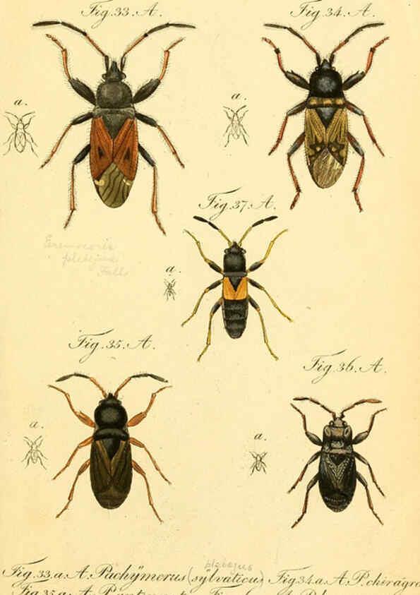Reproducción/Reproduction 6095998467: Die wanzenartigen Insecten. plates 1-4. Nürnberg :In der C.H. Zeh'schen Buchhandlung,1831-1853