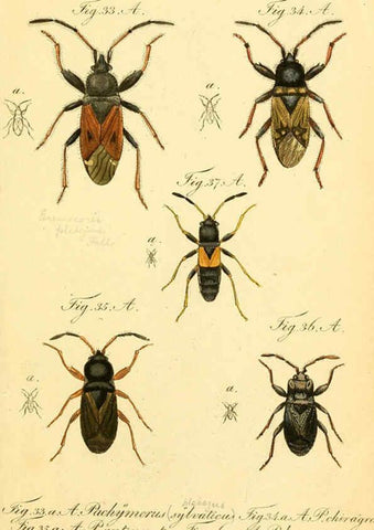Reproducción/Reproduction 6095998467: Die wanzenartigen Insecten. plates 1-4. Nürnberg :In der C.H. Zeh'schen Buchhandlung,1831-1853