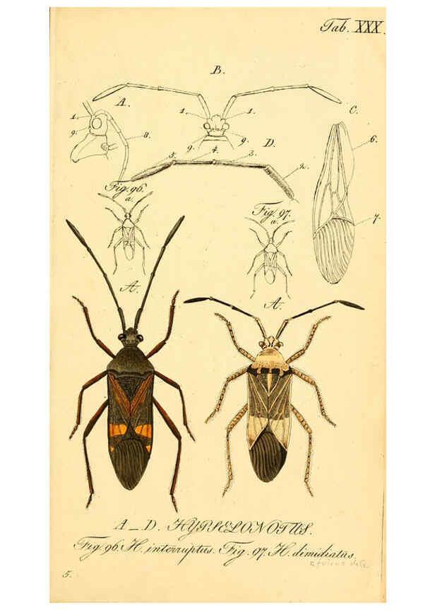 Reproducción/Reproduction 6096547680: Die wanzenartigen Insecten. plates 1-4. Nürnberg :In der C.H. Zeh'schen Buchhandlung,1831-1853