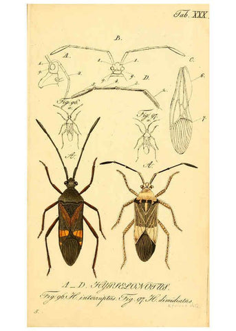 Reproducción/Reproduction 6096547680: Die wanzenartigen Insecten. plates 1-4. Nürnberg :In der C.H. Zeh'schen Buchhandlung,1831-1853