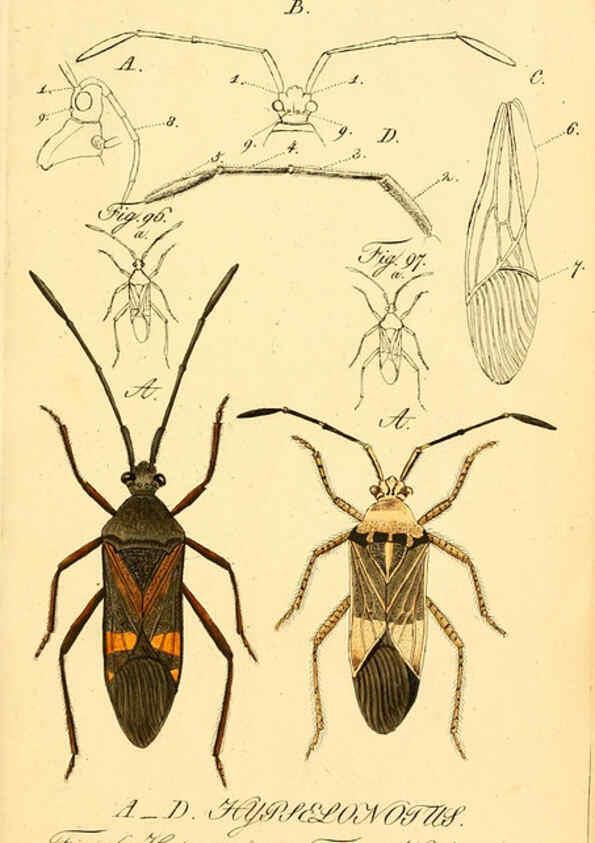 Reproducción/Reproduction 6096547680: Die wanzenartigen Insecten. plates 1-4. Nürnberg :In der C.H. Zeh'schen Buchhandlung,1831-1853