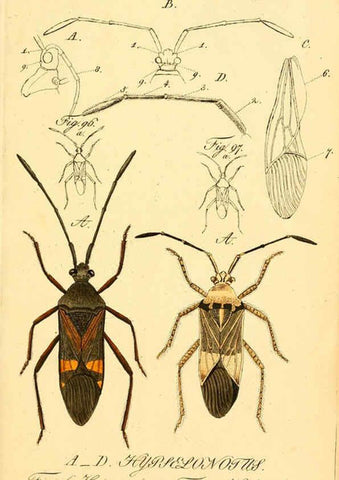 Reproducción/Reproduction 6096547680: Die wanzenartigen Insecten. plates 1-4. Nürnberg :In der C.H. Zeh'schen Buchhandlung,1831-1853