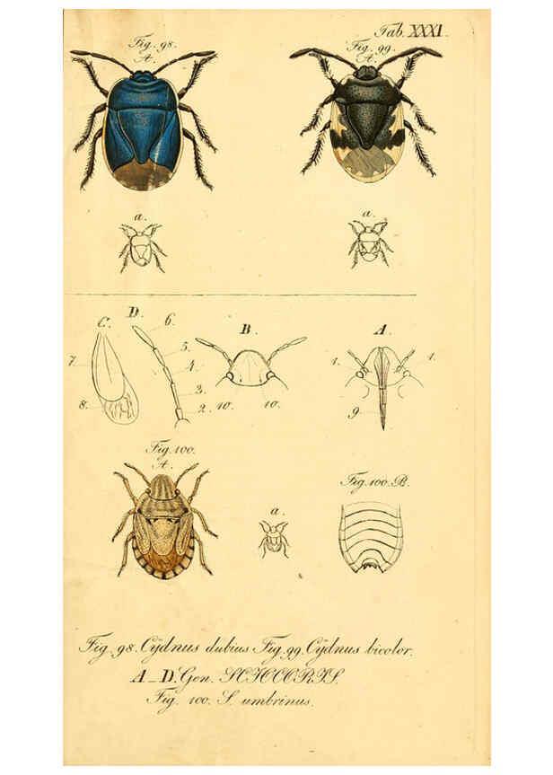 Reproducción/Reproduction 6096003387: Die wanzenartigen Insecten. plates 1-4. Nürnberg :In der C.H. Zeh'schen Buchhandlung,1831-1853