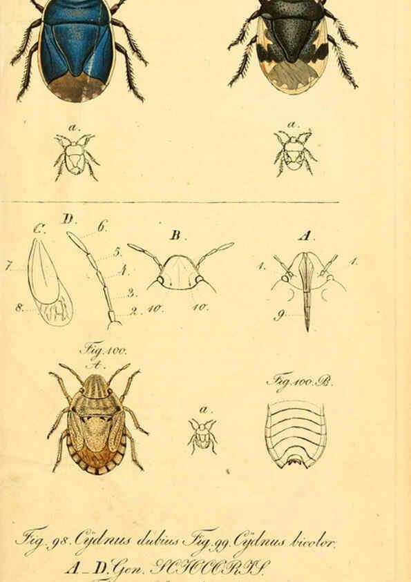 Reproducción/Reproduction 6096003387: Die wanzenartigen Insecten. plates 1-4. Nürnberg :In der C.H. Zeh'schen Buchhandlung,1831-1853