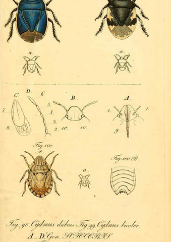 Reproducción/Reproduction 6096003387: Die wanzenartigen Insecten. plates 1-4. Nürnberg :In der C.H. Zeh'schen Buchhandlung,1831-1853