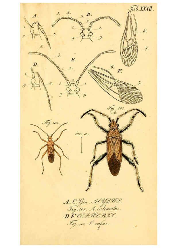 Reproducción/Reproduction 6096548072: Die wanzenartigen Insecten. plates 1-4. Nürnberg :In der C.H. Zeh'schen Buchhandlung,1831-1853