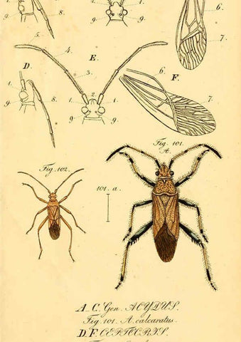 Reproducción/Reproduction 6096548072: Die wanzenartigen Insecten. plates 1-4. Nürnberg :In der C.H. Zeh'schen Buchhandlung,1831-1853