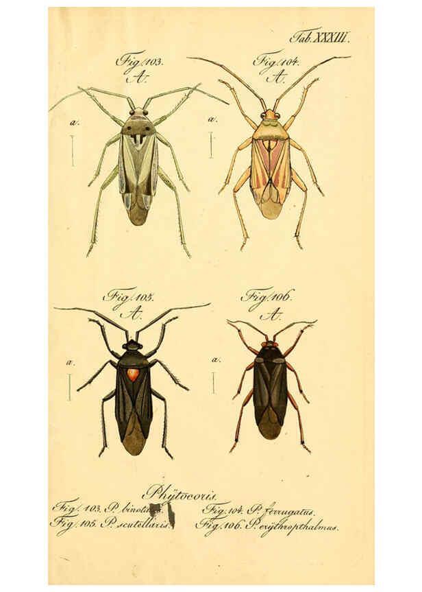 Reproducción/Reproduction 6096003893: Die wanzenartigen Insecten. plates 1-4. Nürnberg :In der C.H. Zeh'schen Buchhandlung,1831-1853