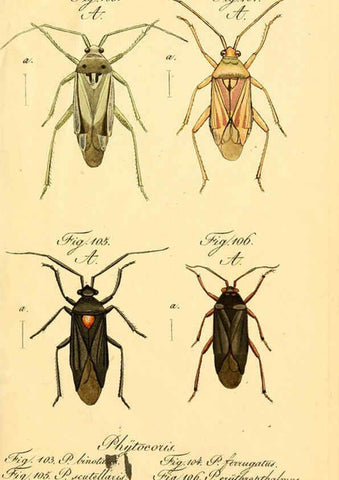 Reproducción/Reproduction 6096003893: Die wanzenartigen Insecten. plates 1-4. Nürnberg :In der C.H. Zeh'schen Buchhandlung,1831-1853