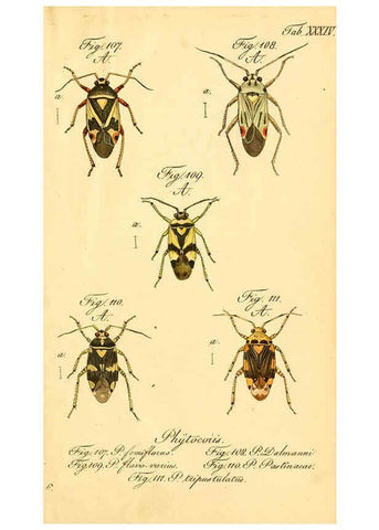 Reproducción/Reproduction 6096548542: Die wanzenartigen Insecten. plates 1-4. Nürnberg :In der C.H. Zeh'schen Buchhandlung,1831-1853