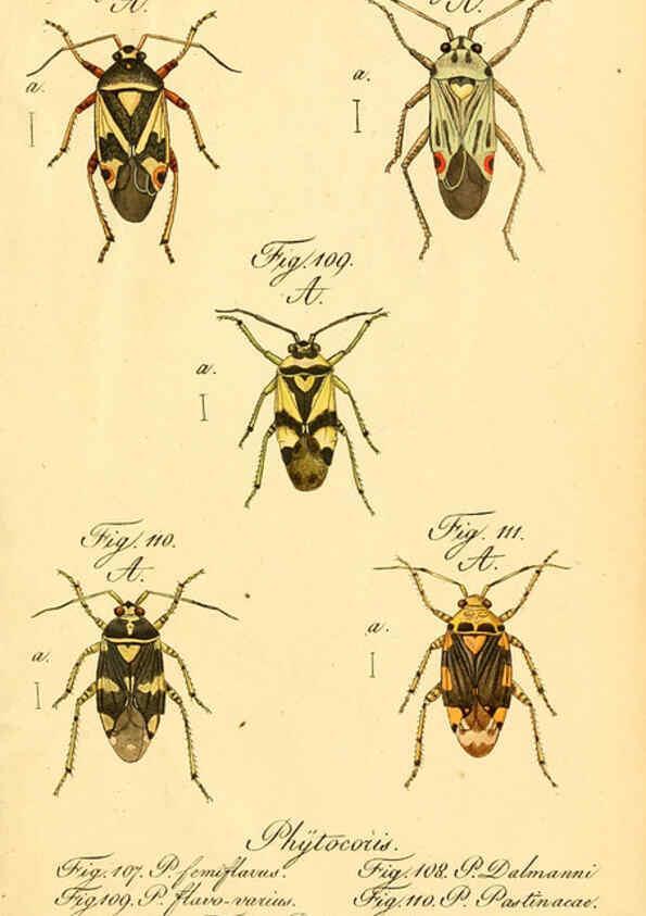 Reproducción/Reproduction 6096548542: Die wanzenartigen Insecten. plates 1-4. Nürnberg :In der C.H. Zeh'schen Buchhandlung,1831-1853