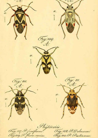 Reproducción/Reproduction 6096548542: Die wanzenartigen Insecten. plates 1-4. Nürnberg :In der C.H. Zeh'schen Buchhandlung,1831-1853