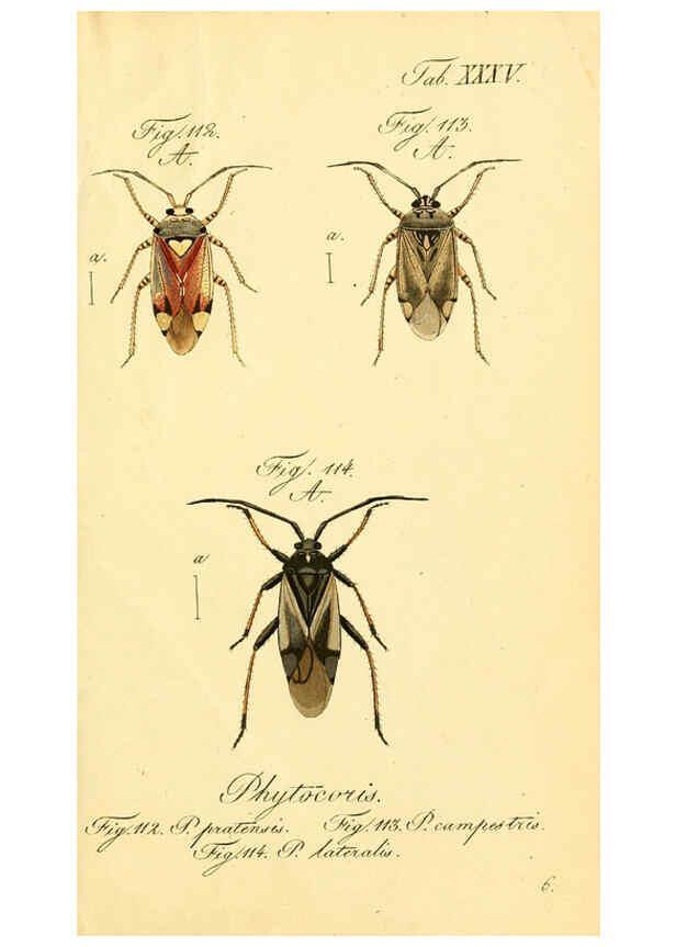Reproducción/Reproduction 6096548740: Die wanzenartigen Insecten. plates 1-4. Nürnberg :In der C.H. Zeh'schen Buchhandlung,1831-1853
