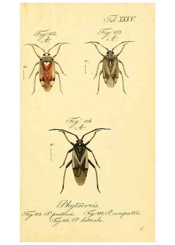 Reproducción/Reproduction 6096548740: Die wanzenartigen Insecten. plates 1-4. Nürnberg :In der C.H. Zeh'schen Buchhandlung,1831-1853