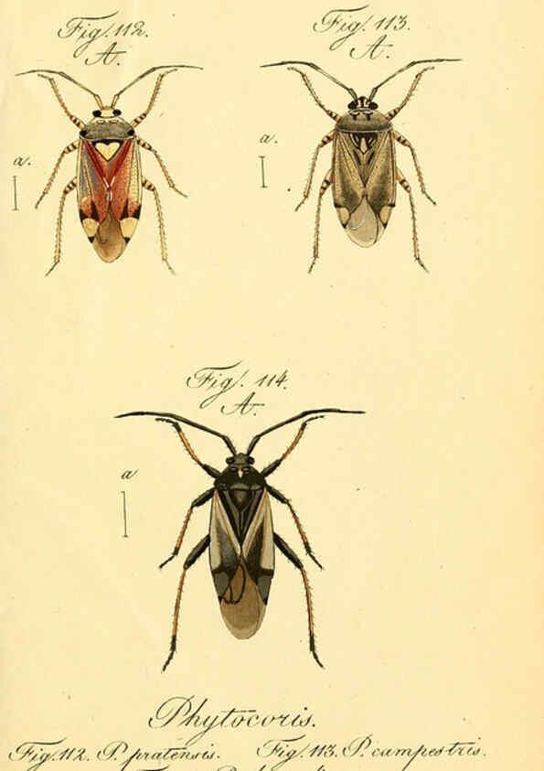 Reproducción/Reproduction 6096548740: Die wanzenartigen Insecten. plates 1-4. Nürnberg :In der C.H. Zeh'schen Buchhandlung,1831-1853