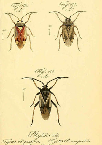 Reproducción/Reproduction 6096548740: Die wanzenartigen Insecten. plates 1-4. Nürnberg :In der C.H. Zeh'schen Buchhandlung,1831-1853