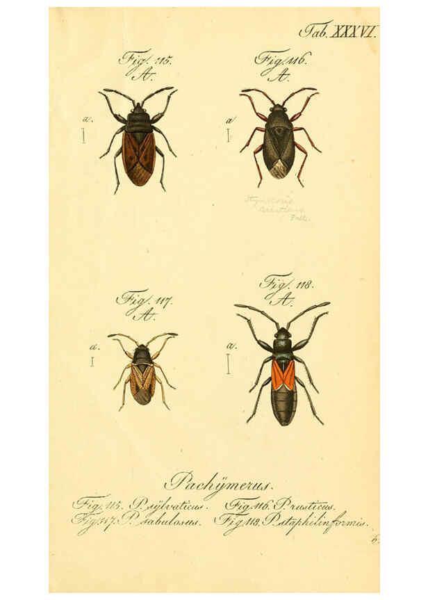 Reproducción/Reproduction 6096548950: Die wanzenartigen Insecten. plates 1-4. Nürnberg :In der C.H. Zeh'schen Buchhandlung,1831-1853