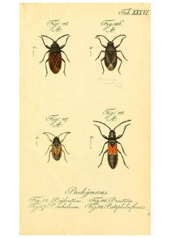Reproducción/Reproduction 6096548950: Die wanzenartigen Insecten. plates 1-4. Nürnberg :In der C.H. Zeh'schen Buchhandlung,1831-1853