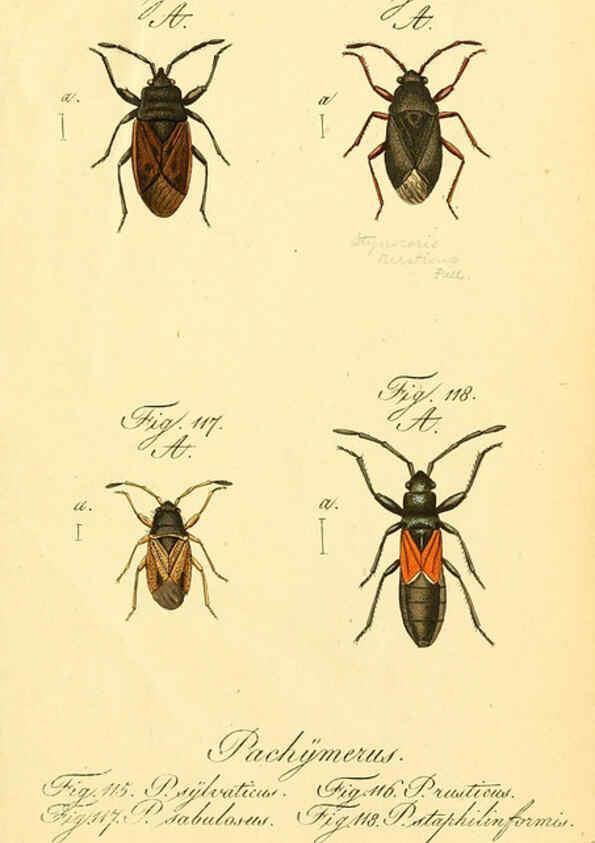 Reproducción/Reproduction 6096548950: Die wanzenartigen Insecten. plates 1-4. Nürnberg :In der C.H. Zeh'schen Buchhandlung,1831-1853