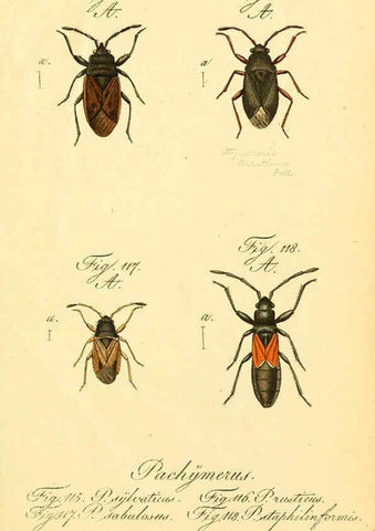 Reproducción/Reproduction 6096548950: Die wanzenartigen Insecten. plates 1-4. Nürnberg :In der C.H. Zeh'schen Buchhandlung,1831-1853