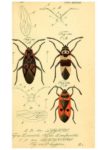 Reproducción/Reproduction 6096549730: Die wanzenartigen Insecten. plates 1-4. Nürnberg :In der C.H. Zeh'schen Buchhandlung,1831-1853