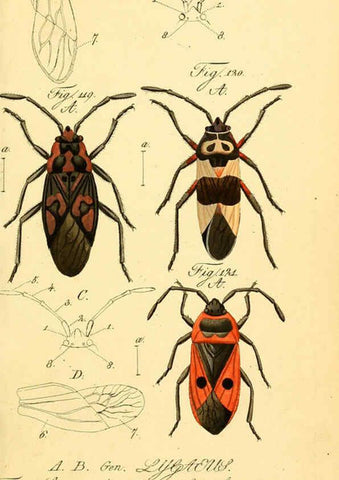 Reproducción/Reproduction 6096549730: Die wanzenartigen Insecten. plates 1-4. Nürnberg :In der C.H. Zeh'schen Buchhandlung,1831-1853