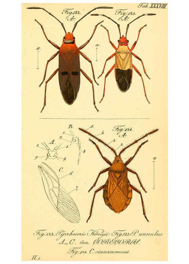 Reproducción/Reproduction 6096005407: Die wanzenartigen Insecten. plates 1-4. Nürnberg :In der C.H. Zeh'schen Buchhandlung,1831-1853