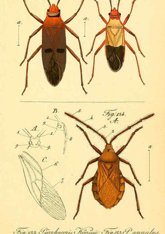 Reproducción/Reproduction 6096005407: Die wanzenartigen Insecten. plates 1-4. Nürnberg :In der C.H. Zeh'schen Buchhandlung,1831-1853