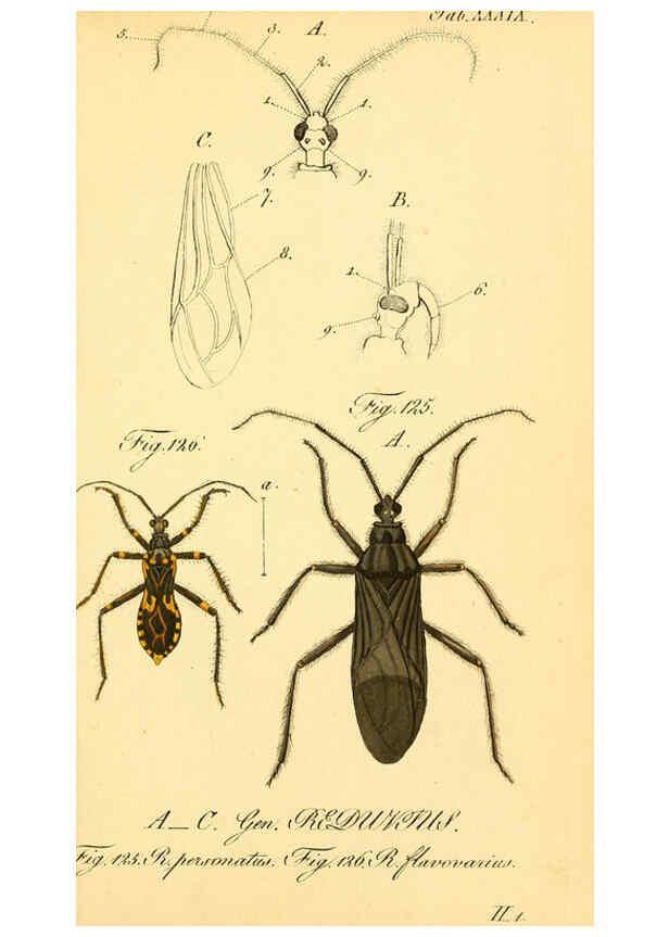 Reproducción/Reproduction 6096550202: Die wanzenartigen Insecten. plates 1-4. Nürnberg :In der C.H. Zeh'schen Buchhandlung,1831-1853