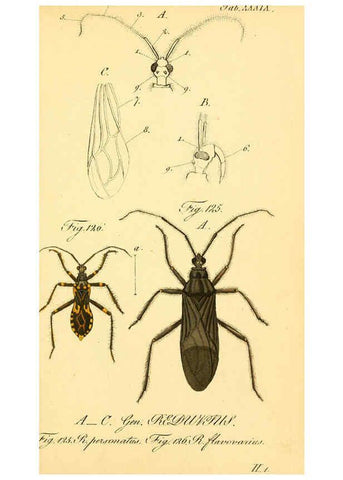 Reproducción/Reproduction 6096550202: Die wanzenartigen Insecten. plates 1-4. Nürnberg :In der C.H. Zeh'schen Buchhandlung,1831-1853