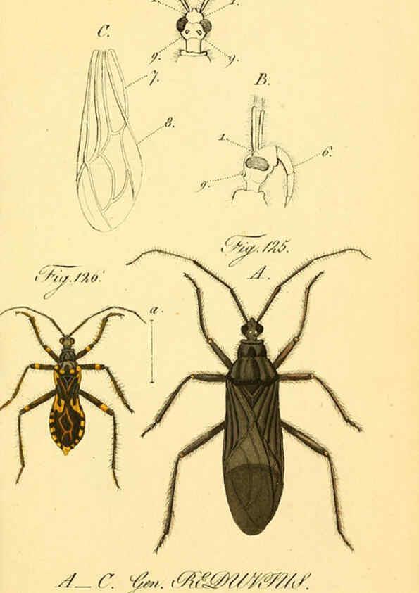 Reproducción/Reproduction 6096550202: Die wanzenartigen Insecten. plates 1-4. Nürnberg :In der C.H. Zeh'schen Buchhandlung,1831-1853