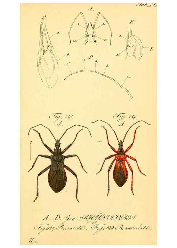 Reproducción/Reproduction 6096005773: Die wanzenartigen Insecten. plates 1-4. Nürnberg :In der C.H. Zeh'schen Buchhandlung,1831-1853