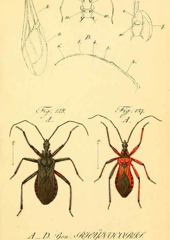 Reproducción/Reproduction 6096005773: Die wanzenartigen Insecten. plates 1-4. Nürnberg :In der C.H. Zeh'schen Buchhandlung,1831-1853