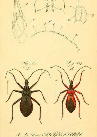 Reproducción/Reproduction 6096005773: Die wanzenartigen Insecten. plates 1-4. Nürnberg :In der C.H. Zeh'schen Buchhandlung,1831-1853