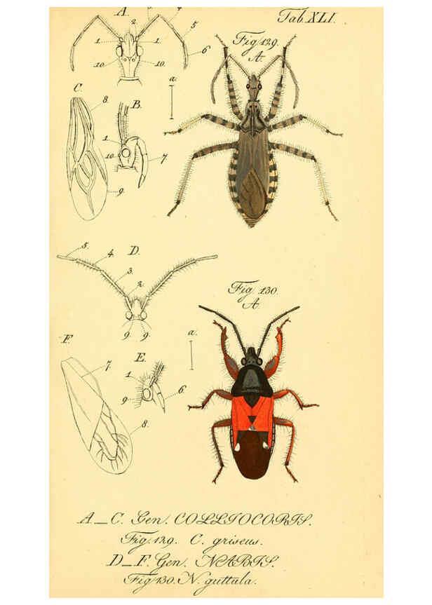 Reproducción/Reproduction 6096005975: Die wanzenartigen Insecten. plates 1-4. Nürnberg :In der C.H. Zeh'schen Buchhandlung,1831-1853