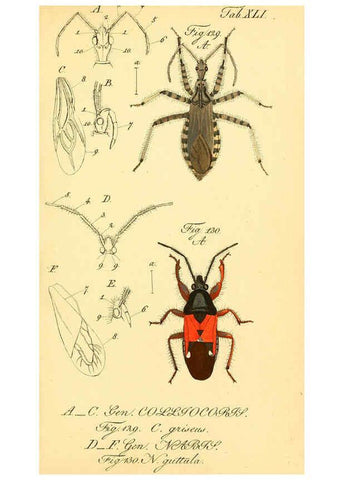 Reproducción/Reproduction 6096005975: Die wanzenartigen Insecten. plates 1-4. Nürnberg :In der C.H. Zeh'schen Buchhandlung,1831-1853
