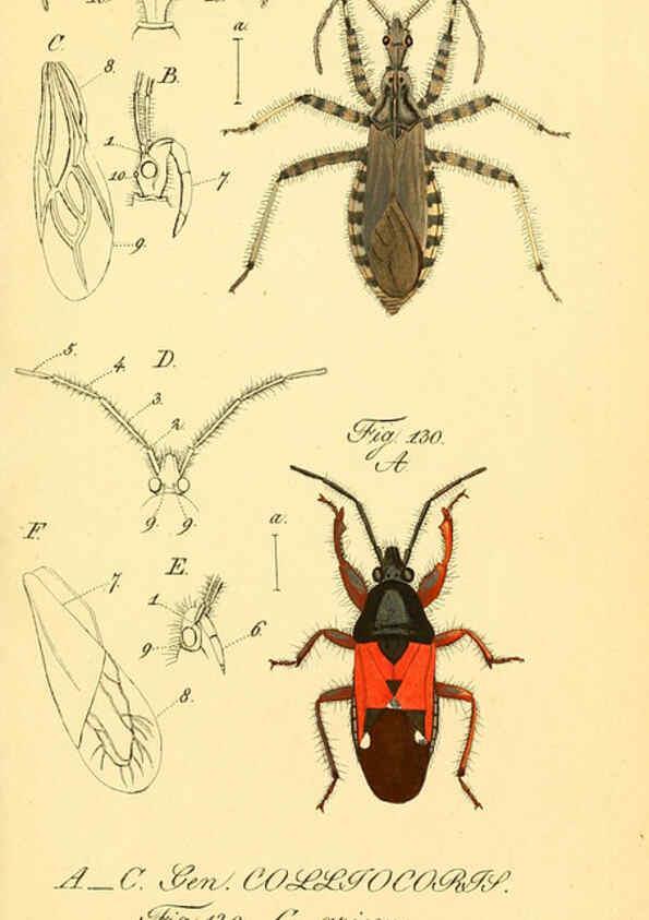 Reproducción/Reproduction 6096005975: Die wanzenartigen Insecten. plates 1-4. Nürnberg :In der C.H. Zeh'schen Buchhandlung,1831-1853