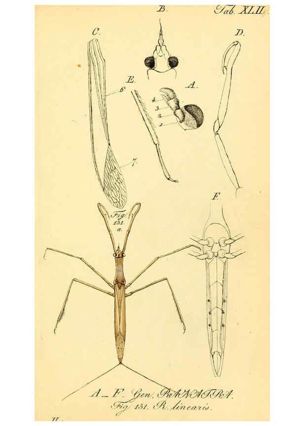 Reproducción/Reproduction 6096006193: Die wanzenartigen Insecten. plates 1-4. Nürnberg :In der C.H. Zeh'schen Buchhandlung,1831-1853