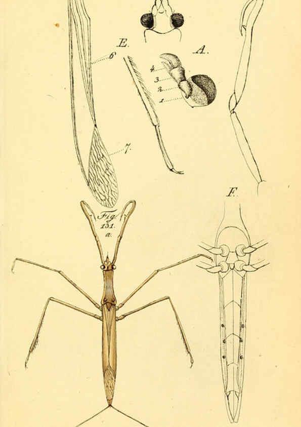 Reproducción/Reproduction 6096006193: Die wanzenartigen Insecten. plates 1-4. Nürnberg :In der C.H. Zeh'schen Buchhandlung,1831-1853