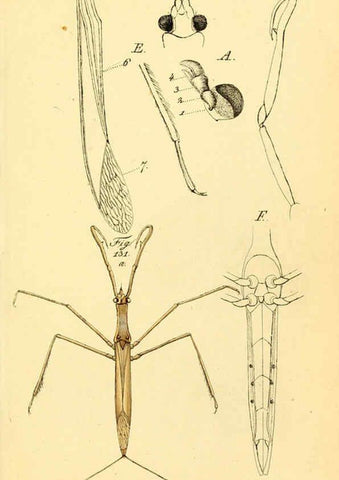 Reproducción/Reproduction 6096006193: Die wanzenartigen Insecten. plates 1-4. Nürnberg :In der C.H. Zeh'schen Buchhandlung,1831-1853