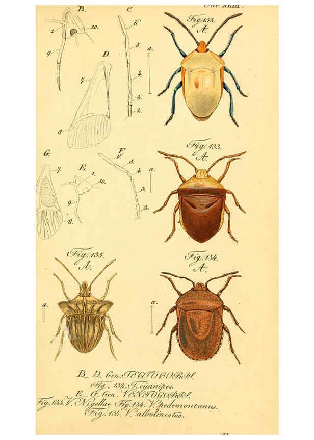 Reproducción/Reproduction 6096006635: Die wanzenartigen Insecten. plates 1-4. Nürnberg :In der C.H. Zeh'schen Buchhandlung,1831-1853