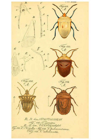 Reproducción/Reproduction 6096006635: Die wanzenartigen Insecten. plates 1-4. Nürnberg :In der C.H. Zeh'schen Buchhandlung,1831-1853