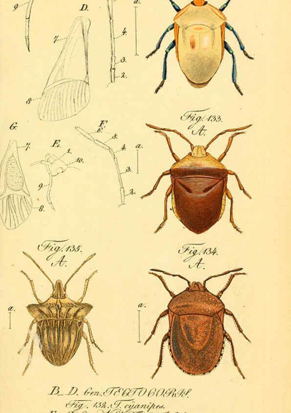 Reproducción/Reproduction 6096006635: Die wanzenartigen Insecten. plates 1-4. Nürnberg :In der C.H. Zeh'schen Buchhandlung,1831-1853