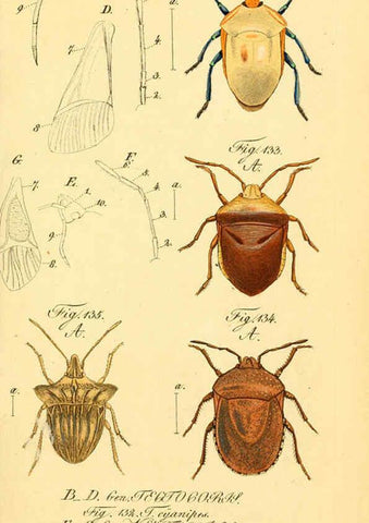 Reproducción/Reproduction 6096006635: Die wanzenartigen Insecten. plates 1-4. Nürnberg :In der C.H. Zeh'schen Buchhandlung,1831-1853