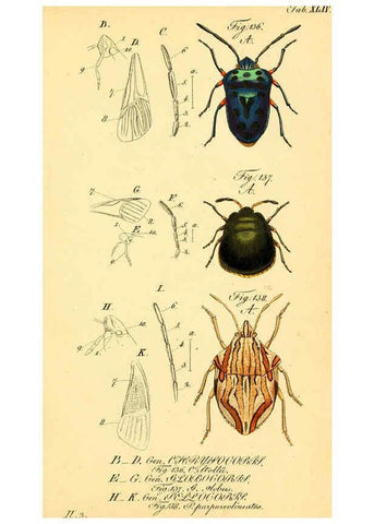 Reproducción/Reproduction 6096551416: Die wanzenartigen Insecten. plates 1-4. Nürnberg :In der C.H. Zeh'schen Buchhandlung,1831-1853