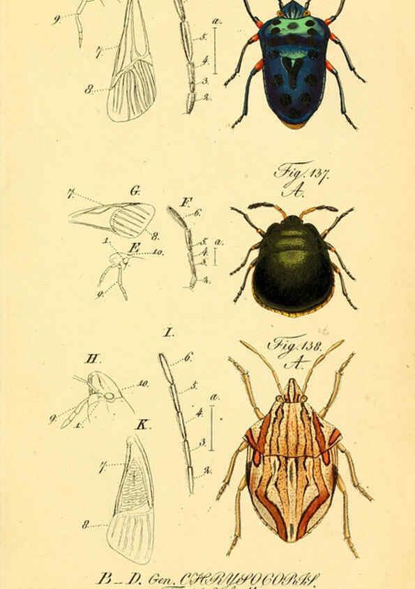 Reproducción/Reproduction 6096551416: Die wanzenartigen Insecten. plates 1-4. Nürnberg :In der C.H. Zeh'schen Buchhandlung,1831-1853