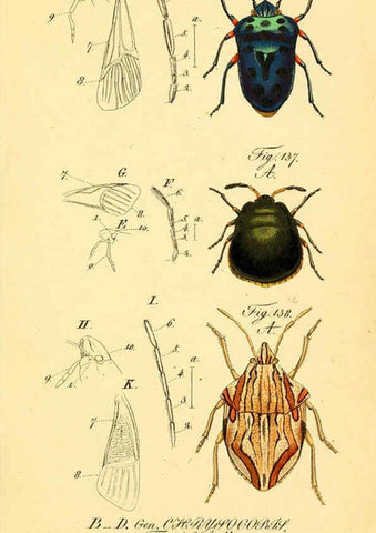 Reproducción/Reproduction 6096551416: Die wanzenartigen Insecten. plates 1-4. Nürnberg :In der C.H. Zeh'schen Buchhandlung,1831-1853