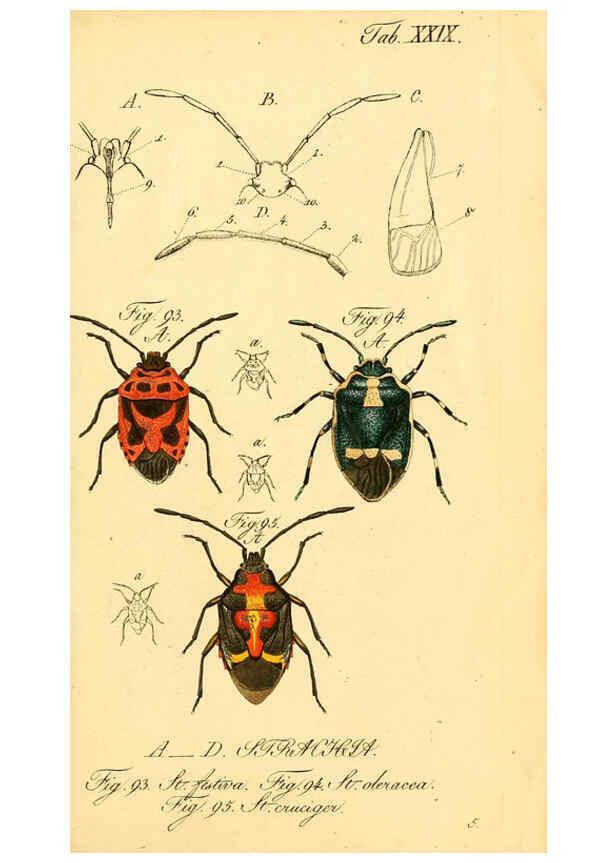 Reproducción/Reproduction 6096547484: Die wanzenartigen Insecten. plates 1-4. Nürnberg :In der C.H. Zeh'schen Buchhandlung,1831-1853