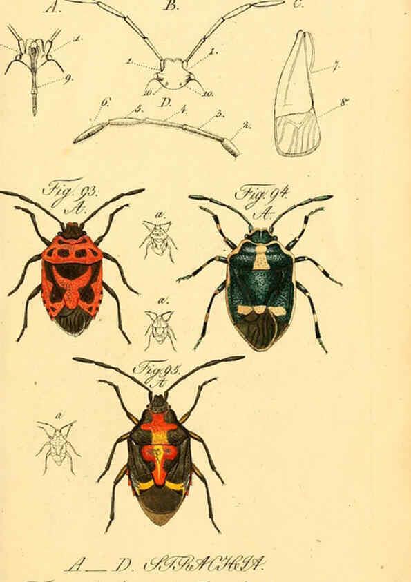 Reproducción/Reproduction 6096547484: Die wanzenartigen Insecten. plates 1-4. Nürnberg :In der C.H. Zeh'schen Buchhandlung,1831-1853